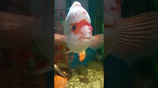 Funny Cychlid Fish in Aquarium at Natural History Museum, Kyiv, Ukraine.