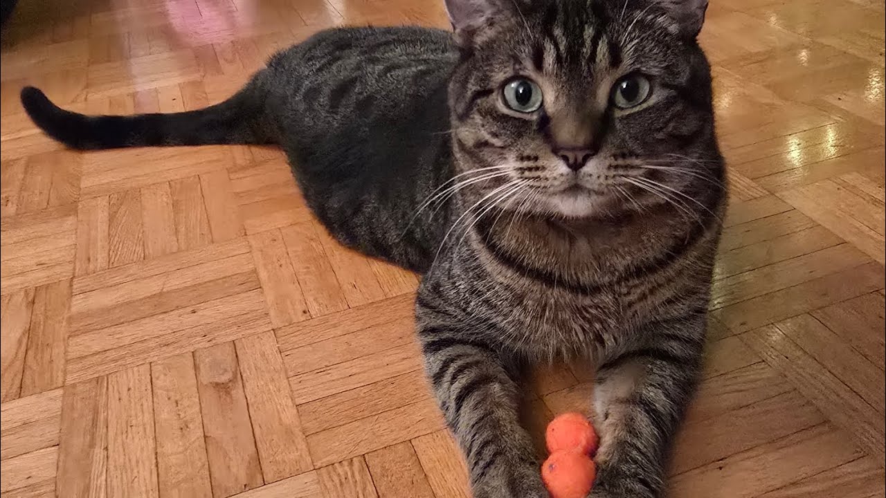 Acrobatic fun and cuteness 😸😻