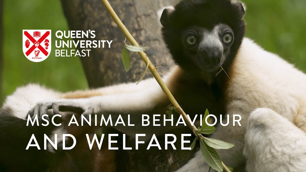 MSc Animal Behaviour and Welfare - YouTube
