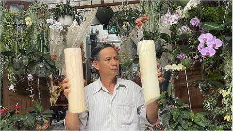 khám phá công dụng thần kỳ của thân cây chuối và 7 công dụng bất ngờ cho sức khỏe