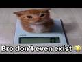 Cat Memes