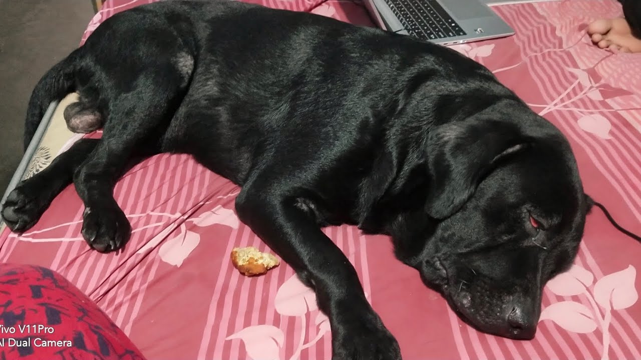 Hai Robi Hello friend dekhiae aap log Robi ko Kaise thakuwaa hua Kisi Ko Nahin ...
