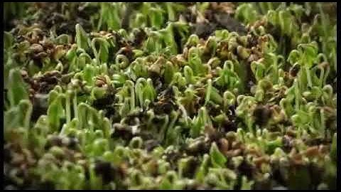 راحة نفسيه لا توصف _ تلاوة خاشعة للقارئ محمد الجعيدي