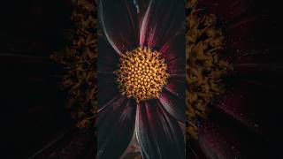 Focus Shift Photography Using Zerene Stacker