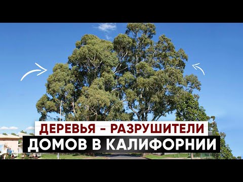 Не Сажайте Эти Деревья в Калифорнии на Своем Участке! Сохраните Свой Дом и Трубы!