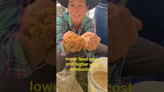 Everyone with chickens should be doing this! #ferment #chicken #feed #homestead #farmtutorial