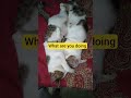 what are you doing? #cat #sleep #together #wow #speechless #kitten