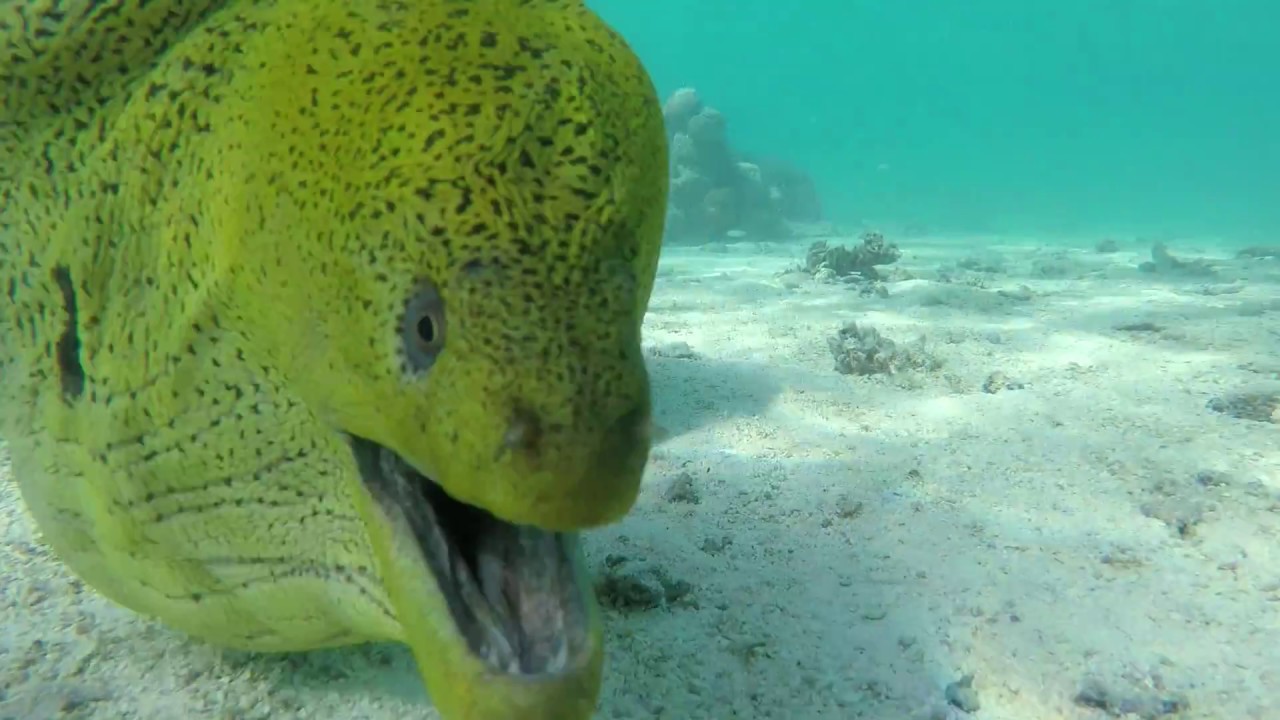 Moray eel Rarotonga YouTube
