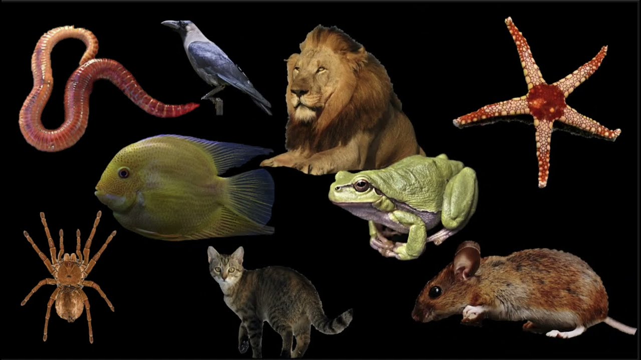 Classification of Animals [Hindi]| The Living World | Grade 6 | Middle School Science | Khan Academy