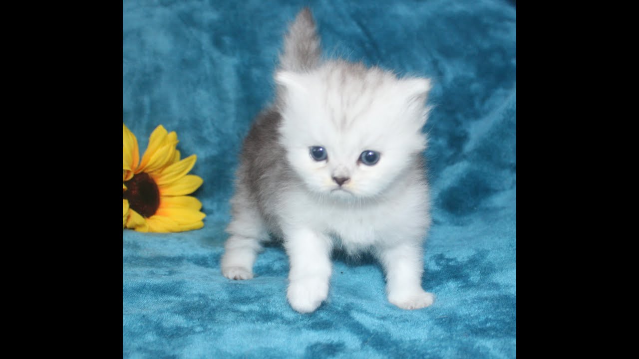 CFA Silver Shaded Female (blue collar) Persian Kittens