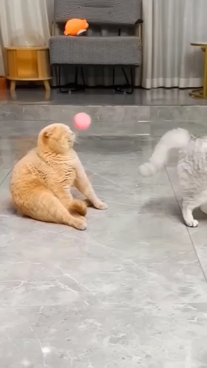 Kasian Oyen selalu kena bola #cat #oyenbarbar #kucing #oyenlucu #kucinglucu #oyenbesar #catlover