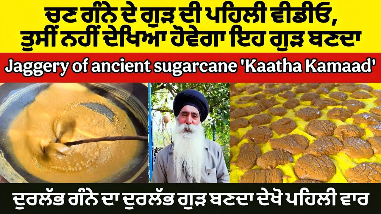 Jaggery of desi punjabi sugarcane kathaa kamaad। ਚਣ ਕਮਾਦੀ ਦੇ ਗੁੜ ਦੀ ਪਹਿਲੀ ਵੀਡੀਓ। PR Panjab