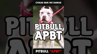 Cosas Que No Sabias De Los Perros Pitbull (apbt) #shorts | SoyCorraje