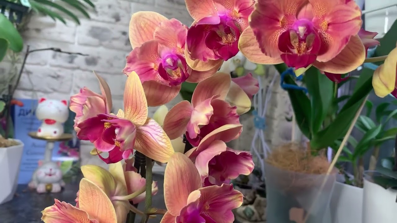 Что унесла с орхидиума и не только