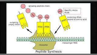 Module 2 Biology