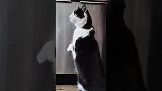 #packman #toetje #poes #fypシ #funk