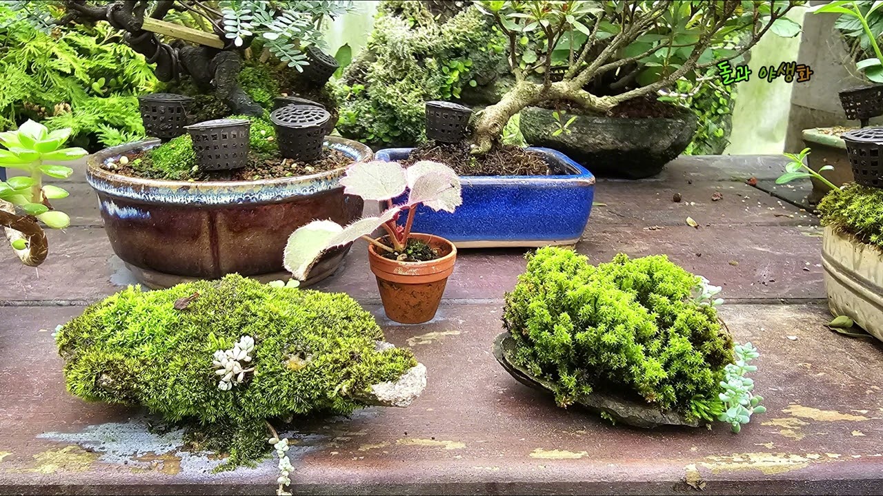 돌과 야생화, 바위솔, 세덤, 이끼