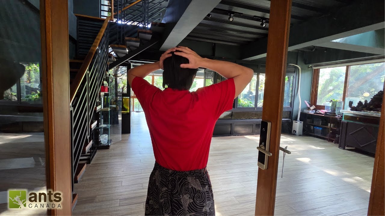 Touring My Brother Around My Vivariums, Ant Room, and Giant Home Aviary