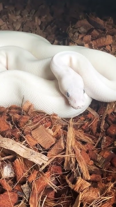 Butter Mojave Ball Python - Stone Cold - YouTube