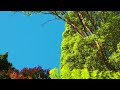 Gentle Healing Playlist | Stress Relief Classical Ensemble for Deep Relaxation 🎶