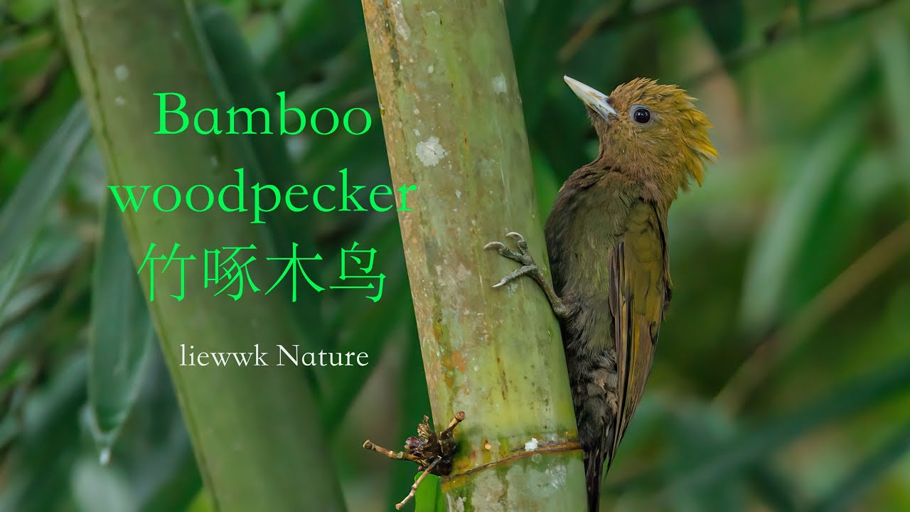 CANON R7 Animal Eye Detection Bamboo woodpecker YouTube