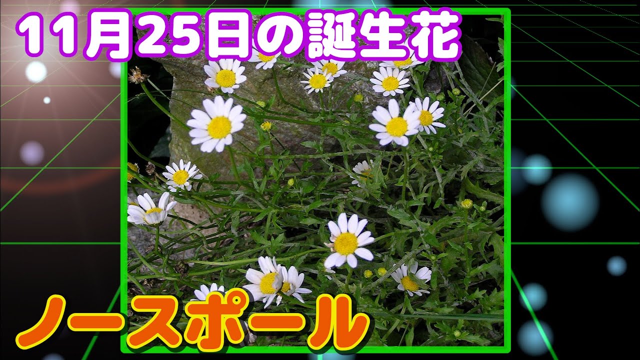 11月25日の誕生花 ノースポール どんな花 あなたに送る花言葉は Youtube