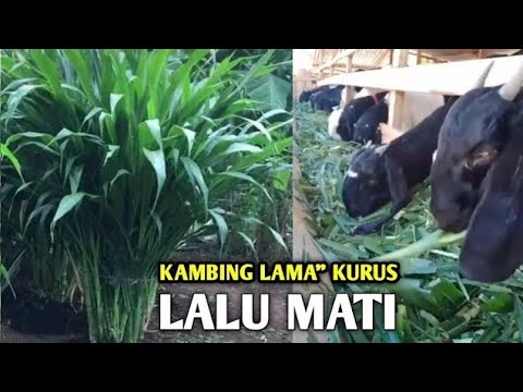 Video: Kutu padang rumput. Kitaran perkembangan hama padang rumput