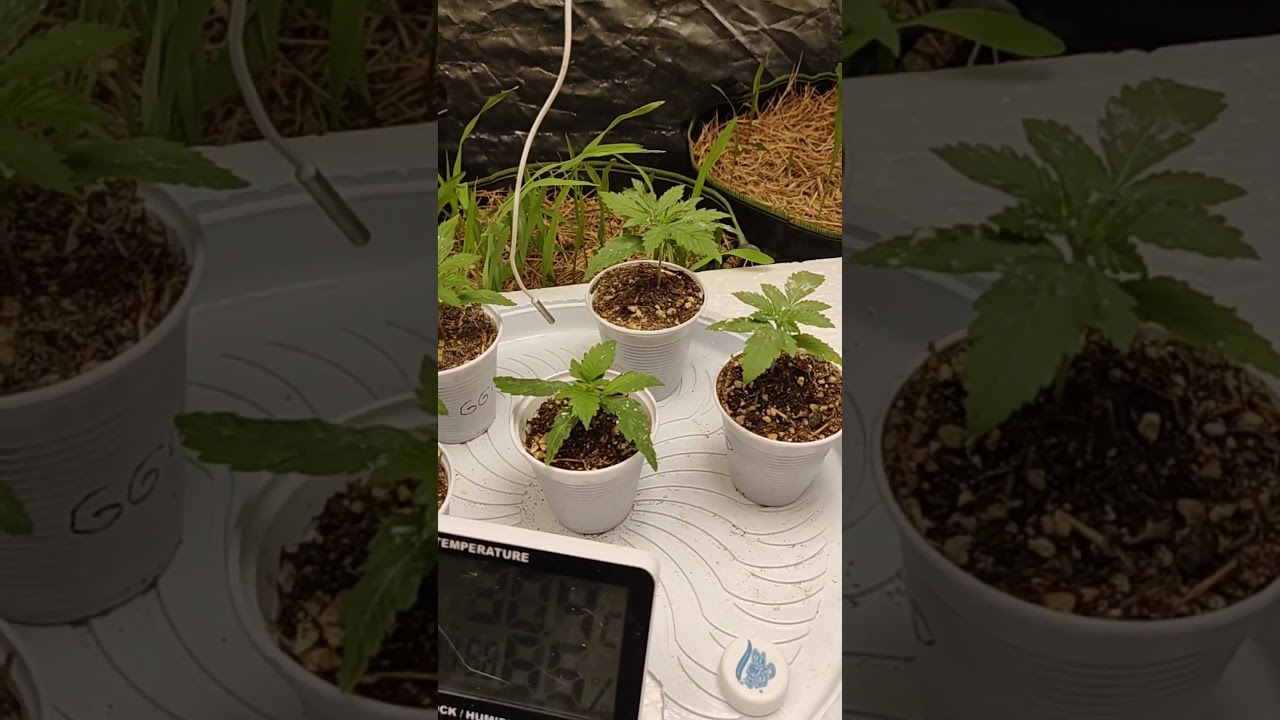 (PARTE 2) enraizamento poderoso maconha: técnicas avançadas de rega grow