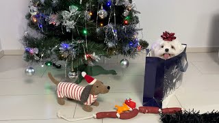 Puppy's Reaction to Christmas Presents ( Xantastic Christmas ) 🎄 🐶