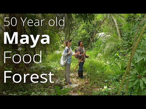Abundant 50 Year Old Food Forest planted by Maya Man to feed his community
