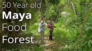 Abundant 50 Year Old Food Forest planted by Maya Man to feed his community