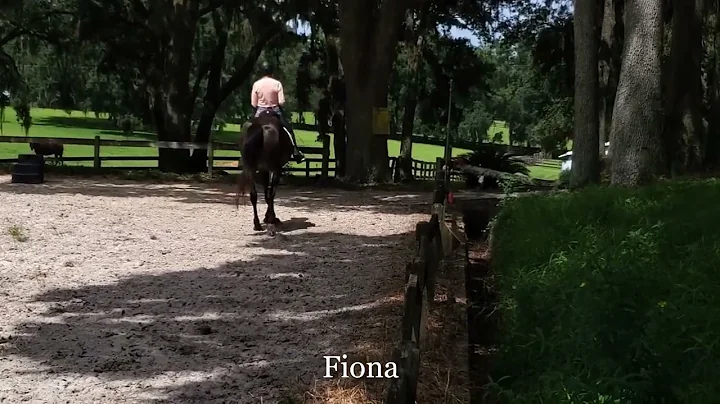 Kathy Daly  Dressage