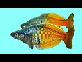 Радужница Боэсмана, Melanotaenia Boesemani, Boesemans Regenbogenfisch. Разведение