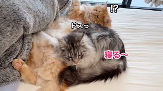 オリーをクッションと間違えて寝始めるレムち【大きい猫 メインクーン】 by メインクーンのオリバーとレム 1,366 views 1 year ago 2 minutes, 58 seconds