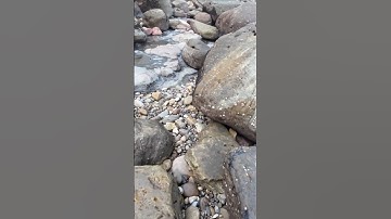 Searching for ammonite fossils in amongst the rocks #whitby #fossilhunting