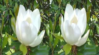 3D Magnolia Blossoms, May 23 and 24