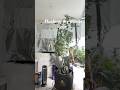 Flushing your plants to save money 💵💵💵