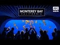 Monterey bay aquarium  california 4k  cinematic relaxation with calming music