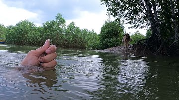 Tiun bắt cá chết dưới sông cho rái cá Titi ăn