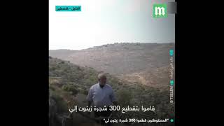 مستوطنون يعتدون على مسن فلسطيني بقطع 300شجرة زيتون