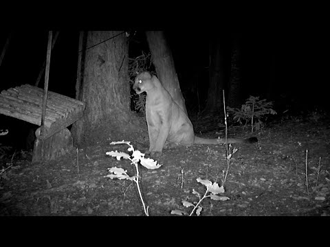 This mountain lion plays just like a kitty cat when she discovers a swing.