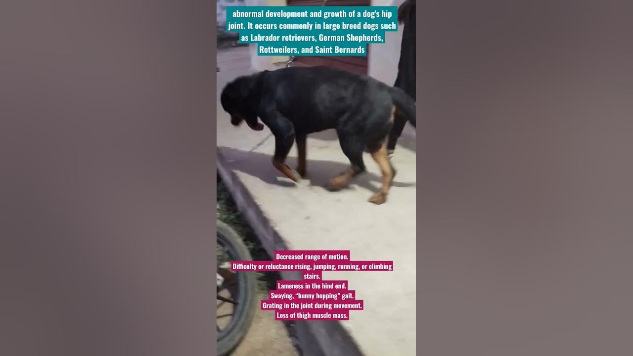 hip-dysplasia-in-rottweilers-hip-dysplasia-curable-pet-lovers-initial