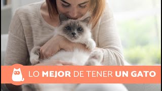 8 VENTAJAS de tener un GATO