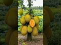 easy and fast method to propagate and grow jackFruit trees #garden #fruits #nature