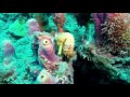 Sea horses and  juvenile spotted drum fish, Saba, Dutch Caribbean