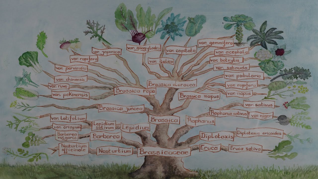 Como produzir minhas próprias sementes de repolho ?