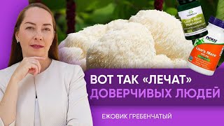 Гриб ежовик гребенчатый / львиная грива, воздействие на психику, так ли эффективен? @evropapsi