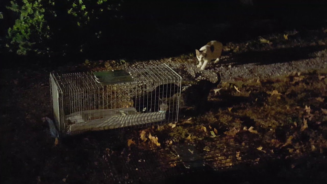 rescue dogs rock nyc Colony of Community Cats