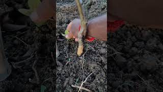 How to grow and care Grafted Guava Plant. #shorts