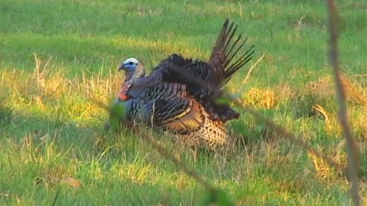 Mississippi Turkey Hunt YouTube mississippi-turkey-hunt-youtube